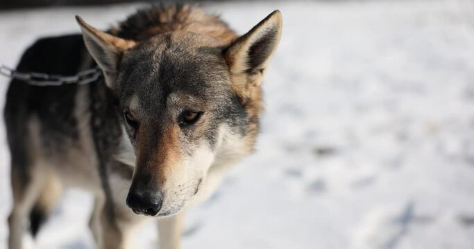 Lonely timber wolf or dog standing in winter snow. Domestic wolf