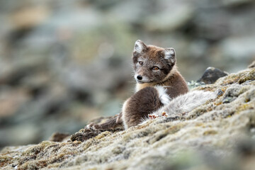 Arctic fox in natural environment on Svalbard - 633266823