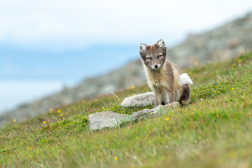 Arctic fox in natural environment on Svalbard - 633266835