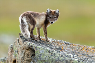 Arctic fox in natural environment on Svalbard - 633266845