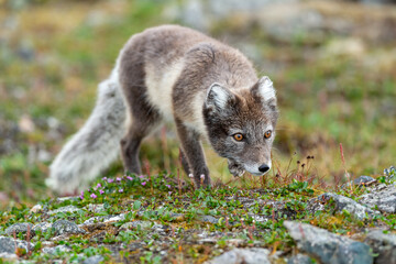 Arctic fox in natural environment on Svalbard - 633266849