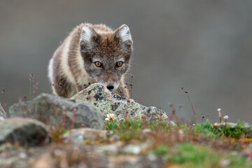 Arctic fox in natural environment on Svalbard - 633266853