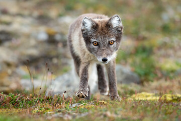 Arctic fox in natural environment on Svalbard - 633266857