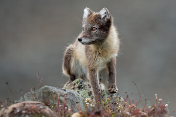 Arctic fox in natural environment on Svalbard - 633266861