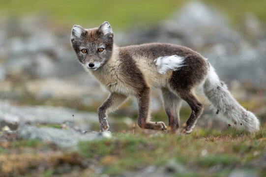 Arctic fox in natural environment on Svalbard