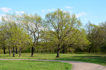 public park with oak trees and green lawns and concrete footpath