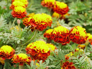 Tagetes erecta.