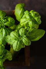 green basil in a wooden box