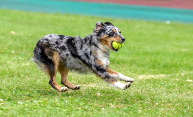 Dog breed miniature american shepherd catches a flying ball on a green field