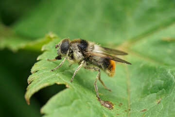 Closeup on the colorful fluffy Bumblebee Blacklet, Cheilosia illustrata sitting on a green leaf