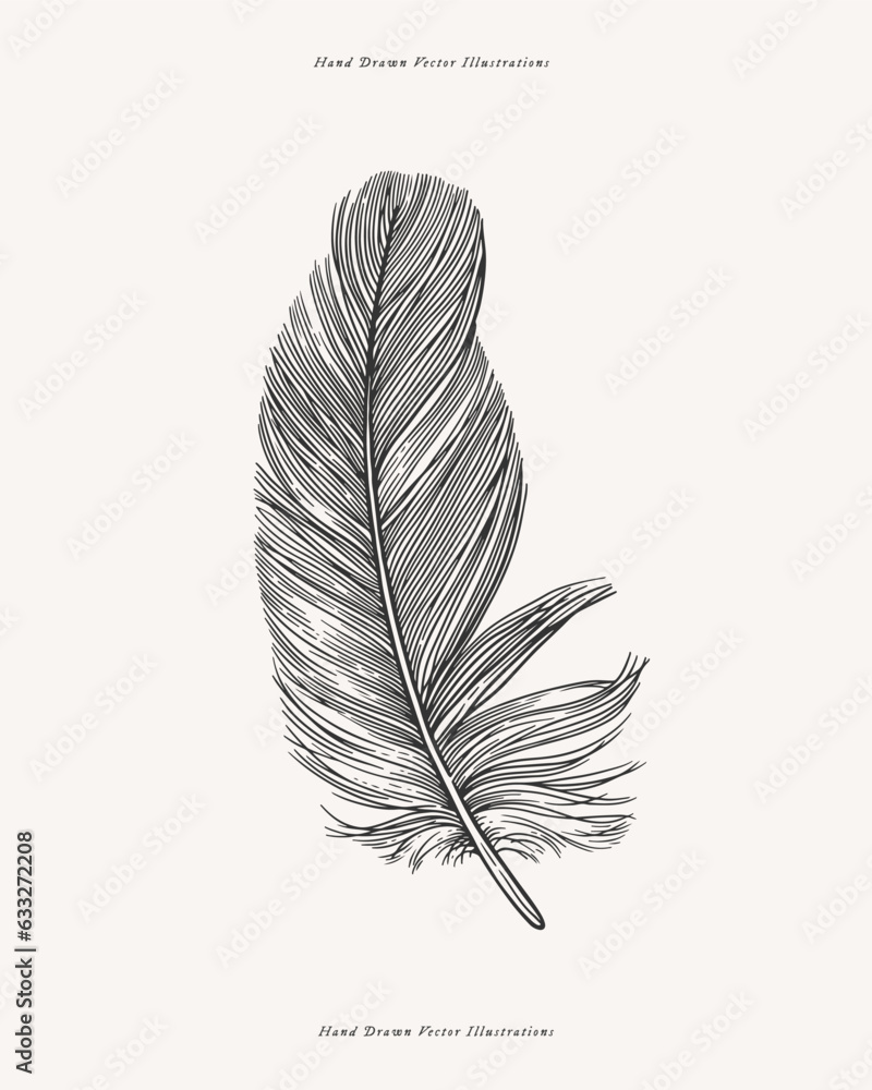 Poster bird feather. feather drawn in the old engraving style. vector illustration on a light isolated back