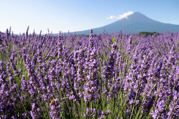 Obraz premium field of lavender