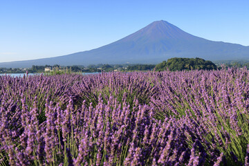 Obraz premium field of lavender