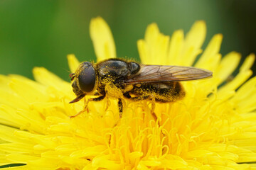 Closeup on a Cheilosia canicularis blacklet sawfly on a yellow hawkweed in the Austrian alps