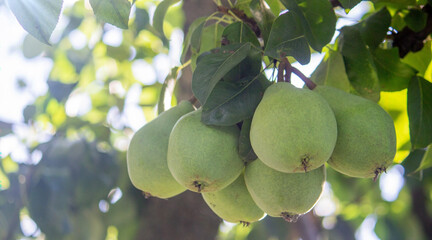 pears grow on a tree, harvest. Selective focus.