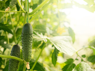 Cucumbers growing in hothouse. Nobody.