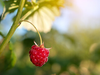 Ripe red raspberry grow at the garden. Autumn harvest.