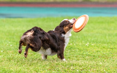 Miniature American Shepherd dog breed catches a flying disc on a green field
