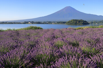 Fototapeta na wymiar mountain in autumn