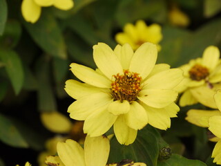 Zinnia angustifolia.