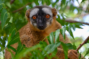 Common brown lemur,  Madagascar nature