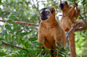 Common brown lemur,  Madagascar nature