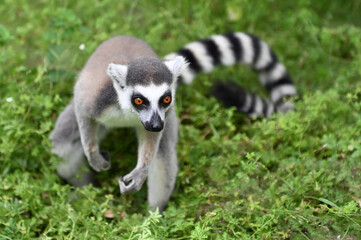 Wild ring-tailed lemur (Lemur catta), Madagascar