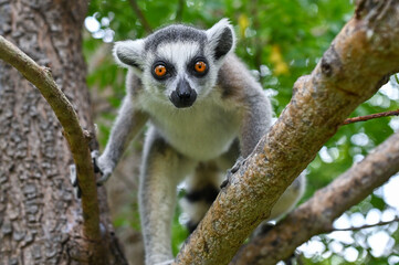 Wild ring-tailed lemur (Lemur catta), Madagascar