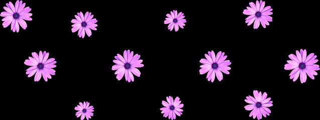 Fototapeta na wymiar Floral pattern of pink African daisy flowers on black header design. Top view of flat lay daisies.