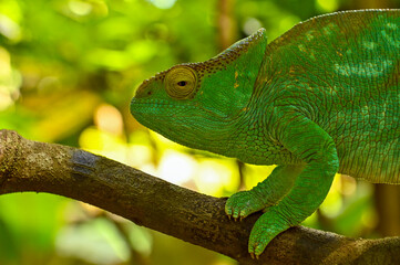 Parson s chameleon (Calumma parsonii) - Rare Madagascar Endemic Reptile