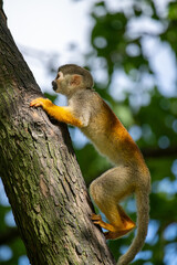 a squirrel monkey on the tree