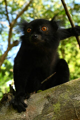 Black lemur - male, Madagascar nature