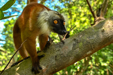 Black lemur -  female, Madagascar nature