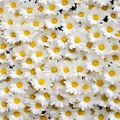 daisies for white background