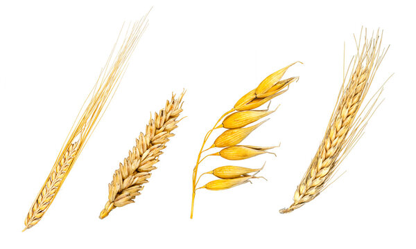collection set of grain isolated over transparent background png