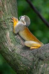 a squirrel monkey on the tree