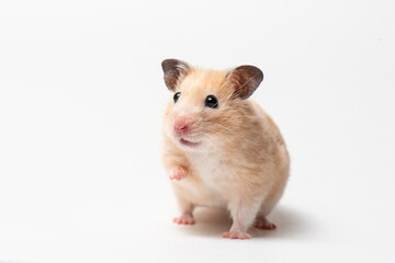 Curious beige Syrian Hamster rised up its front paw and looked away. Domestic rodent on a white background. Funny Hamster in motion isolated on white. High quality horizontal photo