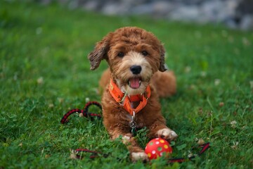 dog with ball
