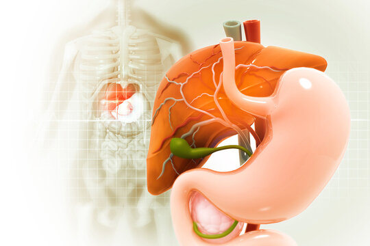 Anatomy of Liver stomach pancreas and gallbladder on medical background. Human digestive system. 3d illustration