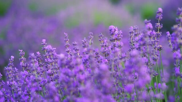 Purple lavender flowers field. Natural background. Close up