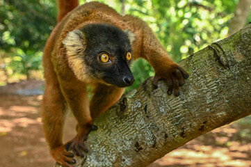 Common brown lemur,  Madagascar nature