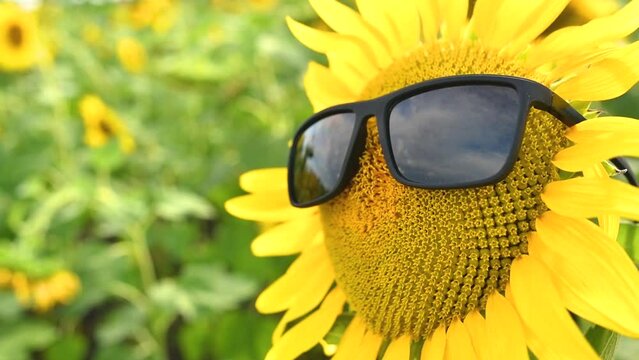 Sunflower flower head with sunglasses in summer