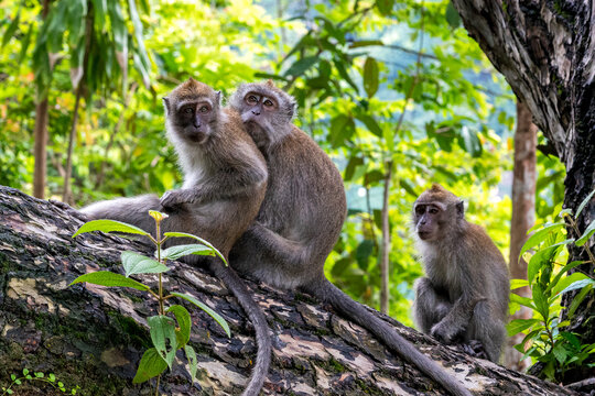 A family of long-tailed macaque monkeys playing in nature in Singapore.