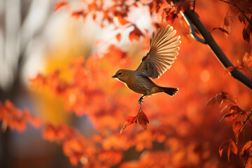 Observing a bird in flight against a backdrop of vibrant autumn leaves, love