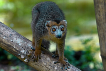 Naklejka na ściany i meble Crowned lemur (Eulemur Coronatus), endemic lemur from northern Madagascar