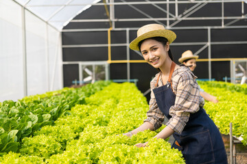 Two Asian women grow green oak lettuce in a greenhouse using an organic hydroponic system for their family business.