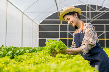 Asian woman grows green oak lettuce in a greenhouse using organic hydroponic system.Woman checking before harvesting.