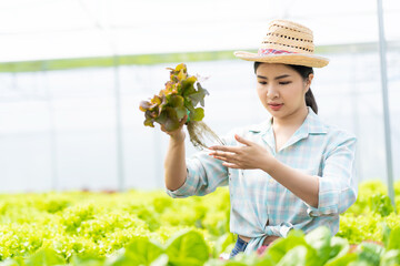 Asian woman grows green oak lettuce in a greenhouse using organic hydroponic system.Woman checking before harvesting.