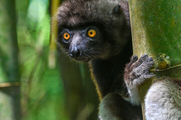 Sifaka lemur , Madagascar nature