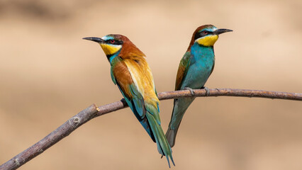 Colourful Birds, photographed in Turkey. 